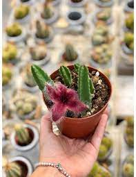 Produciamo oltre 600 varietà di cactacee e. Vendita Pianta Grassa Stapelia Grandiflora Piante Grasse Mondo Piante