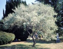 Russian Olive Russian Olive Tree Olive Tree Mediterranean Garden