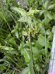 Image result for Fimbristylis quinquangularis
