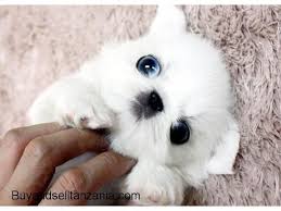 Black And White Pekingese Puppies For Sale Teacup Pekingese Puppies For Sale Classified Ads Tanzania Buy And Pekingese Puppies Pekingese Puppies For Sale Pekingese