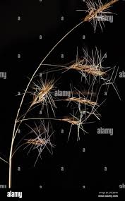 Image result for Aristida pilgeri