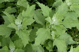 Image result for Hermbstaedtia scabra