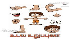 Factors affecting the growth of malebody part in tamil | tamil health tips. Parts Of The Body In Tamil Udal Urupugal Pre School Education For Kids Youtube