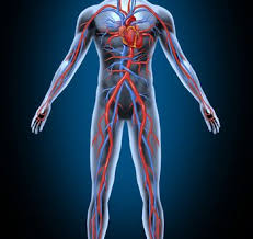 3 exercises that improve your blood circulation | Fitness 19 Gyms