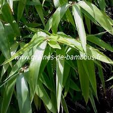 Image result for Oxytenanthera abyssinica