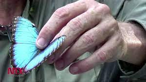 Santuario De La Gran Mariposa Azul Youtube