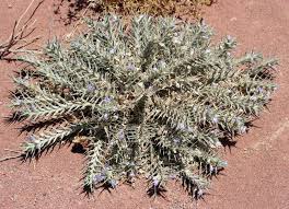 Image result for Blepharis dunensis