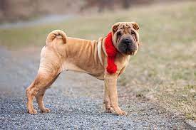 Tv i dag, i morgen og de næste 7 dage for alle kanaler i danmark. Shar Pei Hund Infos Zu Rasse Charakter Grosse