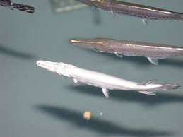 Check spelling or type a new query. U S Fish And Wildlife Service Warm Springs Nfh Alligator Gar Facts