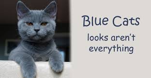 The burmese photo courtesy of: British Shorthair Russian Burmese Or Korat Which Blue Cat Is That Perfectpets Com Au