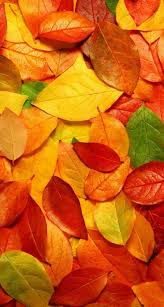Musim adalah salah satu dari empat musim di daerah beriklim serdahana. Natural Orange Fallen Leaves Wallpaper Sc Iphone5s Se