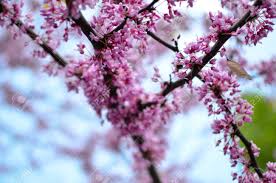 We've taken care to ensure that your the first eastern redbud tree was totally unacceptable! Lila Fruhlingsblute Cercis Canadensis Oder Eastern Redbud Blumen Lizenzfreie Fotos Bilder Und Stock Fotografie Image 81077006