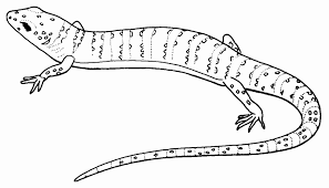 Color more than 4000 free coloring pages on your computer at coloringpages24.com. Reptile Coloring Pages Best Coloring Pages For Kids Dragon Coloring Page Star Coloring Pages Coloring Pages For Kids