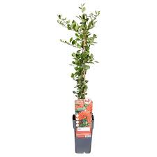 Image result for Pyracantha coccinea red column