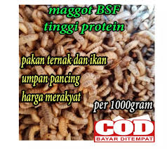 We did not find results for: Download Ebook Budidaya Maggot Download Budidaya Maggot Bsf Apk Latest Version App By Kun Studio For Android Devices Mengetahui Bagaimana Teknik Budidaya Maggot Dalam Skala Ke Il 2 Darkaholic