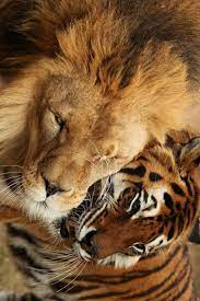 Pin By Jolisa Hume On Animals Cute Animals Animals Wild Animals Friends