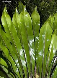 Image result for Asplenium