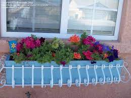 At windowbox.com, we offer an extensive selection of window boxes in many styles and materials. Specialty Gardening Drought Resistant Plants For Window Boxes Live At 3 500 1 By Curvesarein