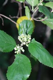 Image result for Curtisia dentata
