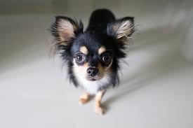 They're all dog, fully capable of competing in dog sports such as agility and. Chihuahua Charakter Haltung Training Pflege Zooplus