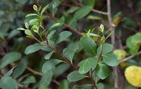 Image result for Pterocelastrus