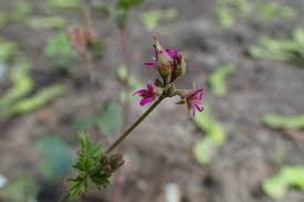 Image result for Pelargonium grossularioides