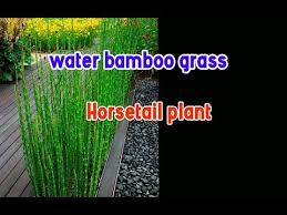 Maybe you would like to learn more about one of these? Water Bamboo Grass Horsetail Plant Youtube