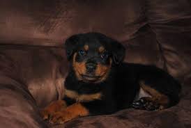 Rottweiler tampa, florida, united states. Akc Rottweiler Puppys For Sale In Medford Oregon Classified Americanlisted Com