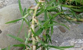 Image result for Cenchrus clandestinus