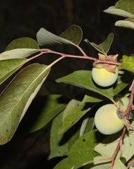 Image result for Diospyros mweroensis
