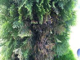 Image result for kabatina thujae