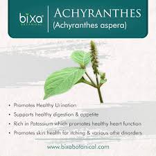 Image result for Achyranthes