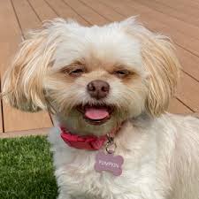 VCA Walk for the Animals