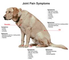 But if you know the symptoms of cancer in dogs, you can help to catch the idea that doggy breath is normal or that dogs are just smelly is false. Arthritis In Dogs Causes Symptoms Treatment With Stem Cell Therapy