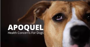 What are common apoquel side effects? Purchase Is Apoquel Like Benadryl Up To 76 Off