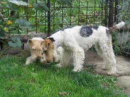 Image result for foxterier drsnosrstý