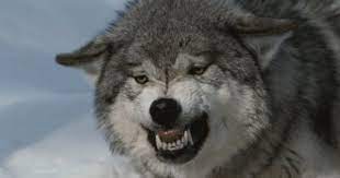 An Alpha Gray Wolf Canis Lupus Snarls And Bares Teeth At A Kill By Jim And Jamie Dutcher Wolf Photos Lone Wolf Grey Wolf