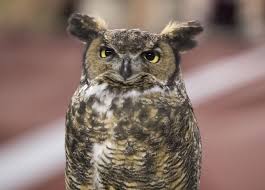 5 questions with Stella the Owl's handler