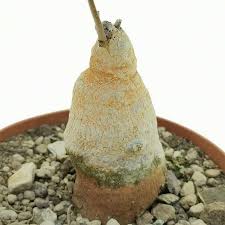 Image result for Raphionacme globosa