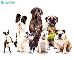 Desktop Wallpaper Pictures Of Dogs Www Wallpapers In Hd Com Dog Hotel Dog Friends Dogs