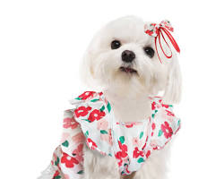 dog wearing a summer outfitの画像