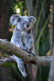 What To See In Brisbane Australia Orion Rose Sightseeing Tourism Travel Brisbane Australia Travel Blog Oceani Koala Bear Koala Bear Spirit Animal