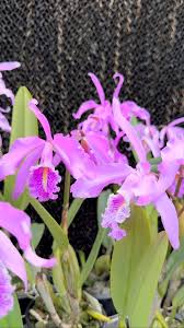 Image result for Polystachya songaniensis