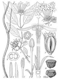 Image result for Otomeria