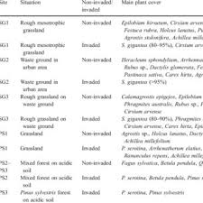 Image result for Chlorophytum burundiense