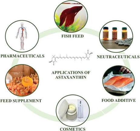Natural Astaxanthin supplier