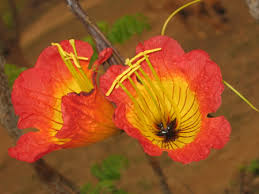 Image result for Fernandoa magnifica