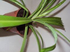 Image result for Chlorophytum sparsiflorum