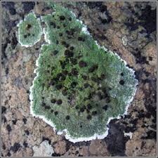 Image result for Entada bacillaris