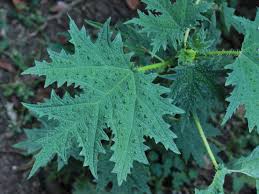 Image result for Girardinia bullosa